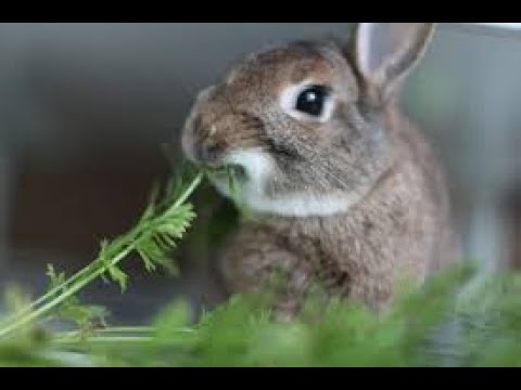 the rabbit eating vegetables - Funny and Cute Baby Bunny Rabbit Videos