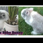 My Cute Baby Bunny||Rabbit||Lyn's Beauty