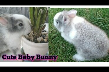 My Cute Baby Bunny||Rabbit||Lyn's Beauty