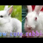 New cute rabbit | 🐇🐰🥕