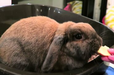 Cute bunny eats apple