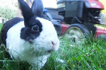Rabbit vs lawn mower - who is faster?