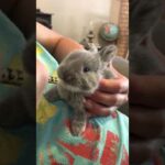 Cutest baby bunny Ever hand feeding
