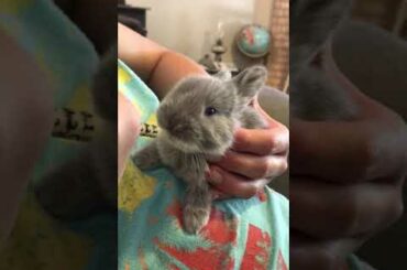 Cutest baby bunny Ever hand feeding
