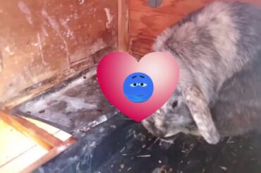 Ex Ambassador Boom With Bunnies