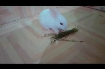|| First day after adopting a baby bunny ||