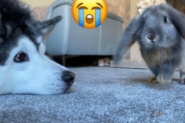 Sad Husky Cries For Her Baby Rabbit Friend, She Just Wants To Cuddle! [CUTEST VIDEO EVER!!]
