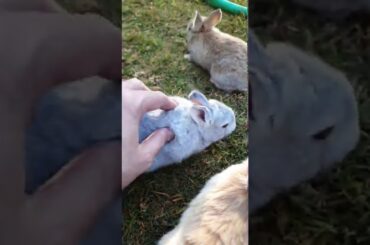 Don't you think the rabbits are cuter than the ducklings? Mufti Menk