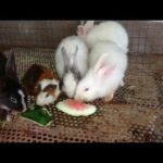 Rabbit - Rabbit Eating Vegetable - Rabbit Videos - Funny and Cute Baby Rabbit Videos Compilation