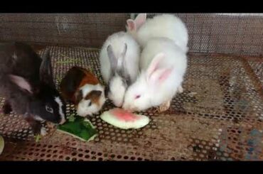 Rabbit - Rabbit Eating Vegetable - Rabbit Videos - Funny and Cute Baby Rabbit Videos Compilation