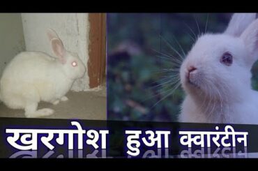 Cute White rabbit ( खरगोश) full masti in lockdown
