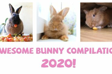 Awesome Bunny Rabbit Compilation 2020   Tag a Bunny!