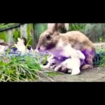 watch short video ofvmy bunny and its babies