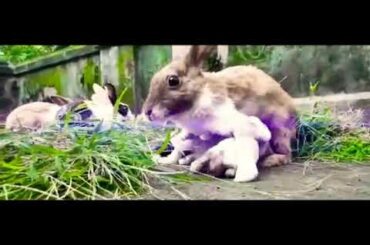watch short video ofvmy bunny and its babies