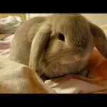 Spoiled bunny 🐰 💕