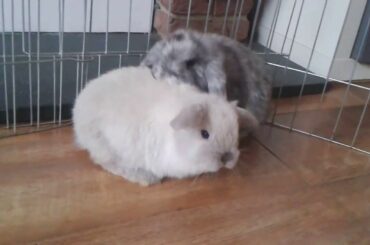 Baby Bunnies... Mini Lops... Cuties! All Reserved 9.5 weeks old xxx
