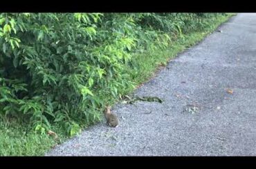 Baby Bunny Video