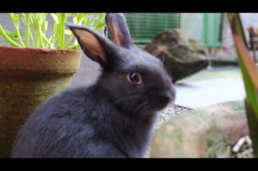 How to pet a baby bunny