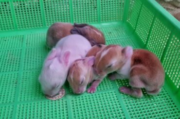 1st week journey Baby Bunnies