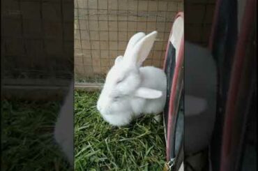 Baby bunnies grooming each other
