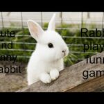 Cute and funny rabbit || rabbit playing || Child in nature