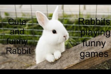 Cute and funny rabbit || rabbit playing || Child in nature