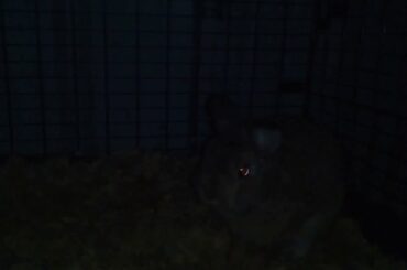 Small cute tiny dwarf bunny