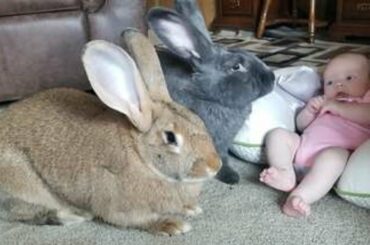 Flemish Giant Rabbit New Videos Compilation 2020 | Pets of JUJU | cute and funny videos 2020