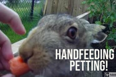Cute- Jackrabbit close up | Petting & feeding wild rabbit