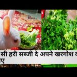 Rabbit के लिए हरी सब्जियां जो आप खिला सकते है  | Rabbit safe vegetables |  Rabbit Diet in Hindi