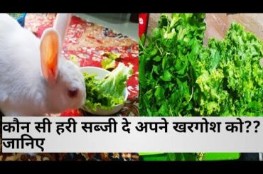 Rabbit के लिए हरी सब्जियां जो आप खिला सकते है  | Rabbit safe vegetables |  Rabbit Diet in Hindi