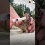 So cute rabbit adopted by a nice woman