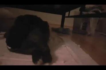 Cute Bunny Falls Asleep, Slowly Falls Over