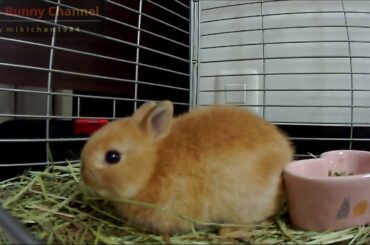 Cute Baby Bunny Rabbit Hop Hop Hopping!!Netherland Dwarf