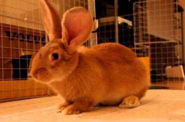 BEDTIME FOR BABY FLEMISH GIANT RABBIT!
