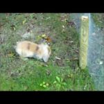 Lionhead dwarf rabbit exploring the garden