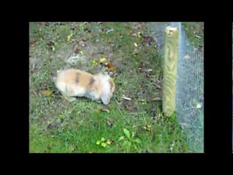 Lionhead dwarf rabbit exploring the garden