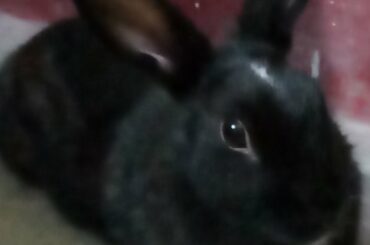 Rabbit 🐰 funny video cute rabbit my cute baby rabbit