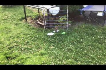 Cute baby bunny, smaller than the size of a plate.