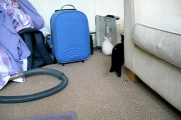 Baby Bunny Vs Two Kittens