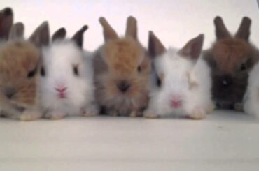 Fur Real: Play Baby Bunny's