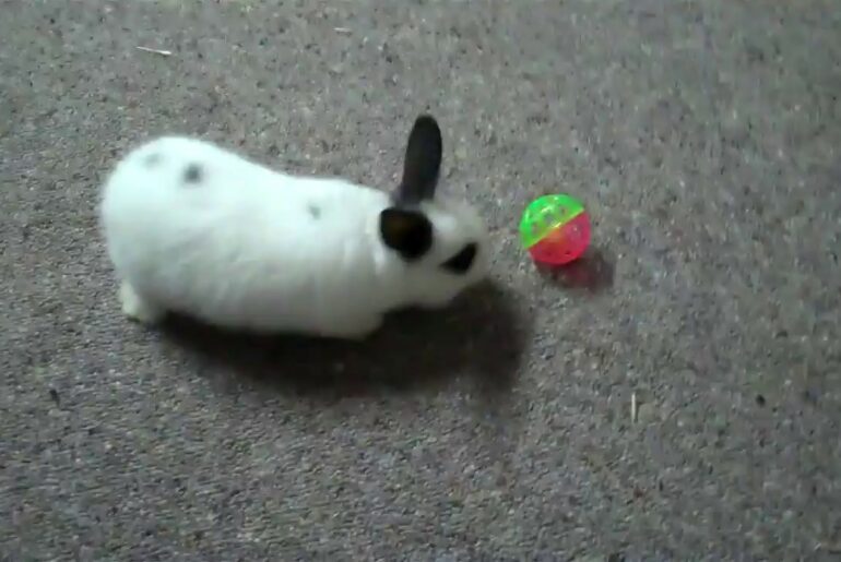 🐰 BUNNY BALL 🤹 Pet Rabbit Plays with a Cat Toy Ball 😘