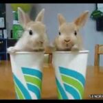 Cute bunnies
