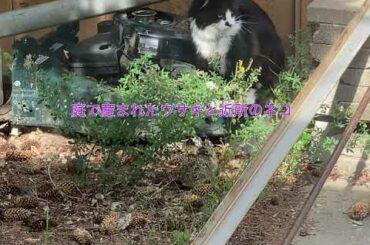 Cat and a Baby Rabbit. THIS MOVIE IS SO CUTE  Animal movie  〜ネコと赤ちゃんウサギ〜 可愛い動物の動画