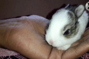 Baby bunny rabbit