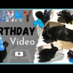 Cute Birthday Bunny Video (2 years of cute pictures) -BUNNY LOVE-