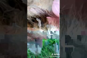 Grey cute baby bunny
