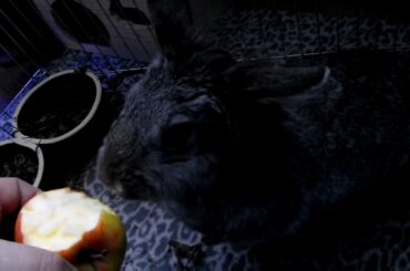 Cute Rabbit 🐇   and music
