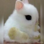 Cute bunny compilation 🐰❤️🐰