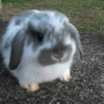 Lilly's Litter ~ 6 Weeks Old ~ Baby Holland Lop Bunny